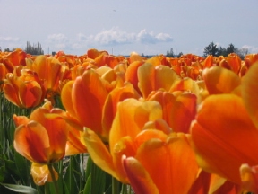 A picture of the Tulip Festival in Seattle
