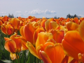 A picture of the Tulip Festival in Seattle A picture of the Tulip Festival in Seattle