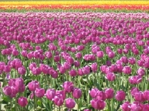 Just some of the many tulips at the Seattel Tulip Festival