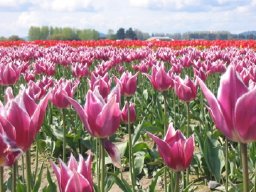 Skagit photos - Pink Flowers