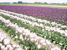 Skagit photos - purple and pink flowers