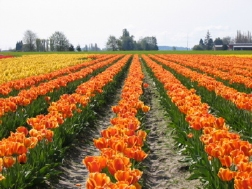 Rows and rows of tulips at the Skagit Valley Tulip Festival